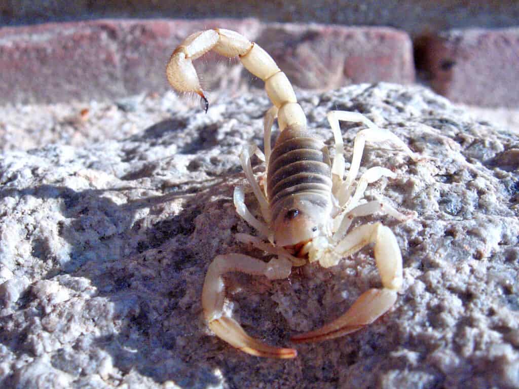 Scorpione peloso gigante