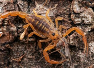 Scopri i 3 diversi tipi di scorpioni negli Stati Uniti
