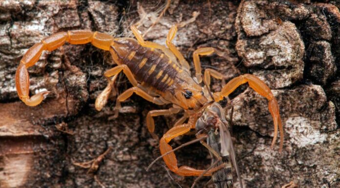 Scopri i 3 diversi tipi di scorpioni negli Stati Uniti
