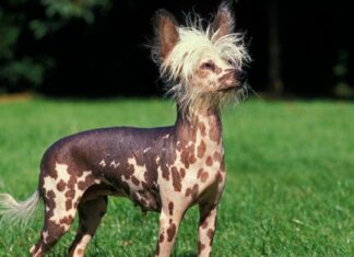 Chinese Crested Dog looking towards the sky