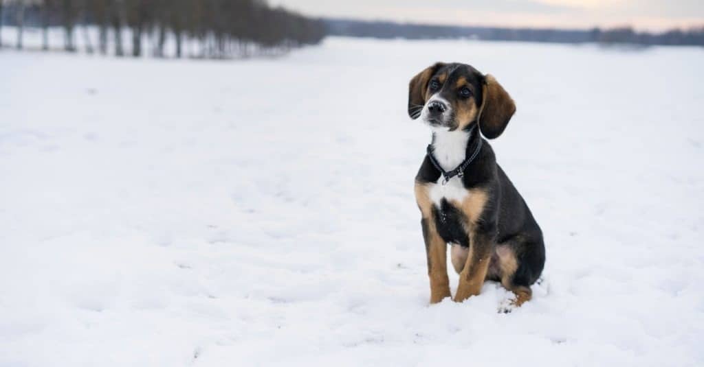 Piccolo cucciolo carino di albanella seduto all'aperto sulla neve nella natura svedese e nel paesaggio invernale