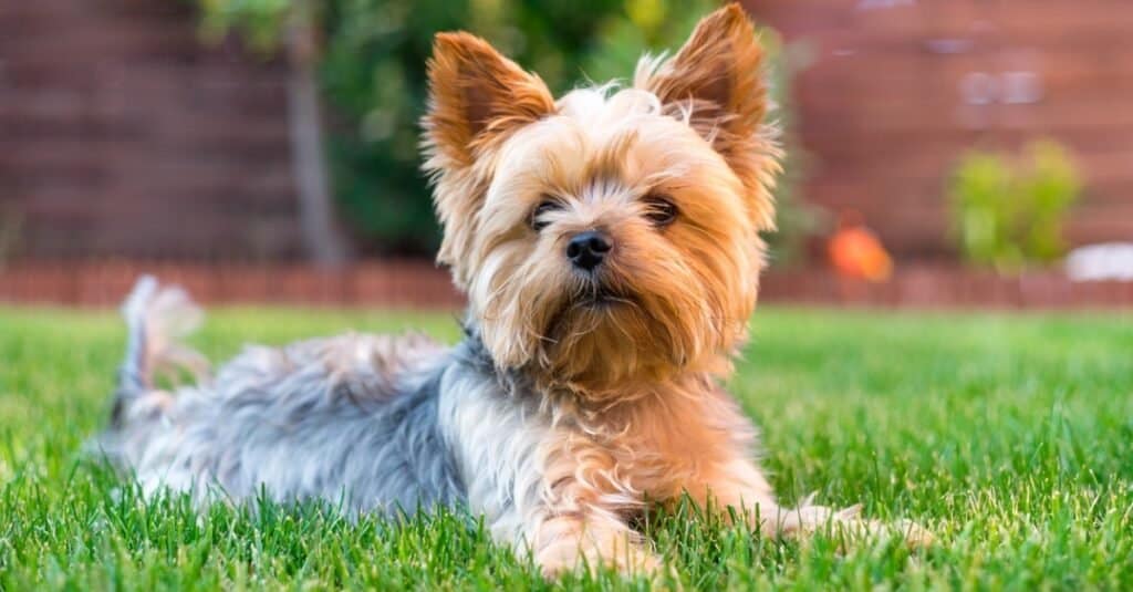 Tipi di cani terrier: Yorkshire terrier