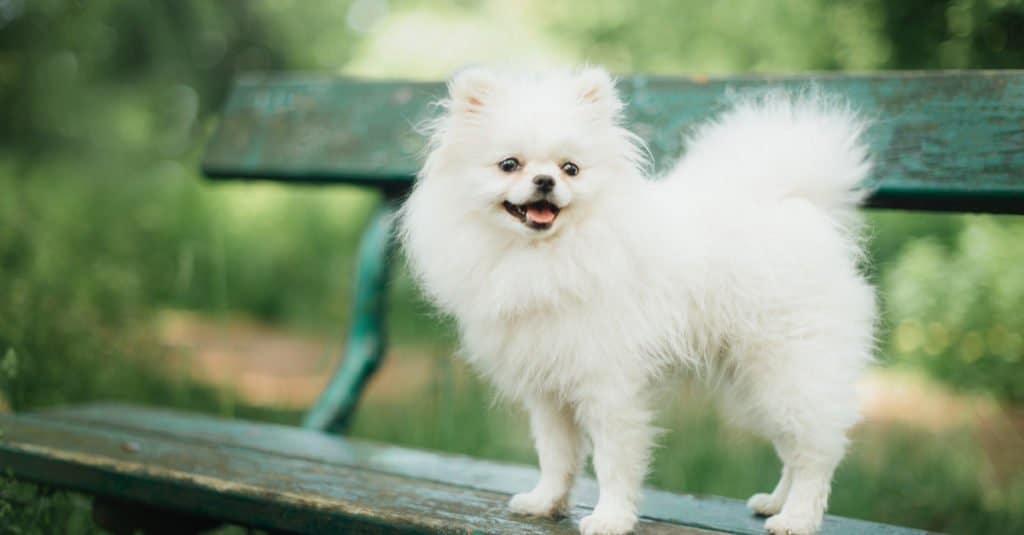 Cane bianco di Pomerania in piedi su una panchina
