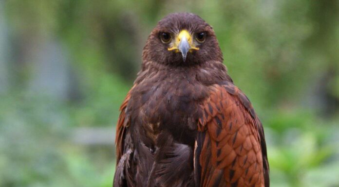 Harris Hawk
