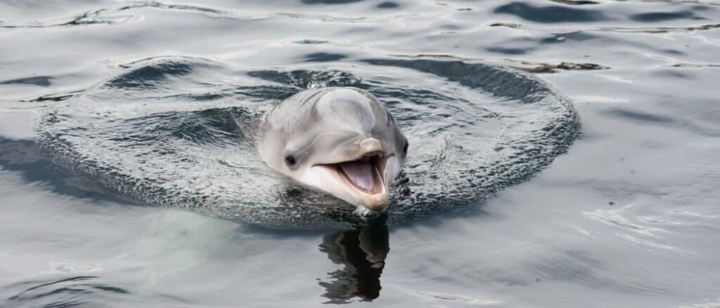 delfino che sorride alla macchina fotografica