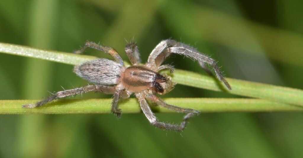 Giallo Sac spider (Cheiracanthium) con la preda in un pino.  Questi pericolosi ragni sono prolifici di notte e hanno un veleno simile al ragno Brown Recluse, solo una dose più lieve.