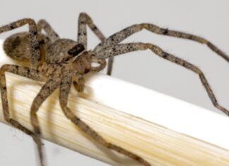I 3 ragni più pericolosi del Wisconsin quest'estate e come individuarli
