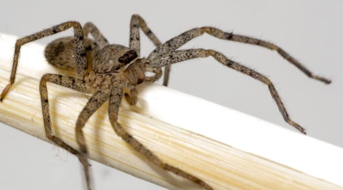 I 3 ragni più pericolosi del Wisconsin quest'estate e come individuarli
