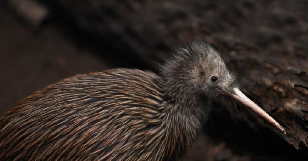 Il kiwi marrone dell'Isola del Nord, Apteryx mantelli, è il kiwi più comune, con circa 35.000 esemplari rimasti in Nuova Zelanda.