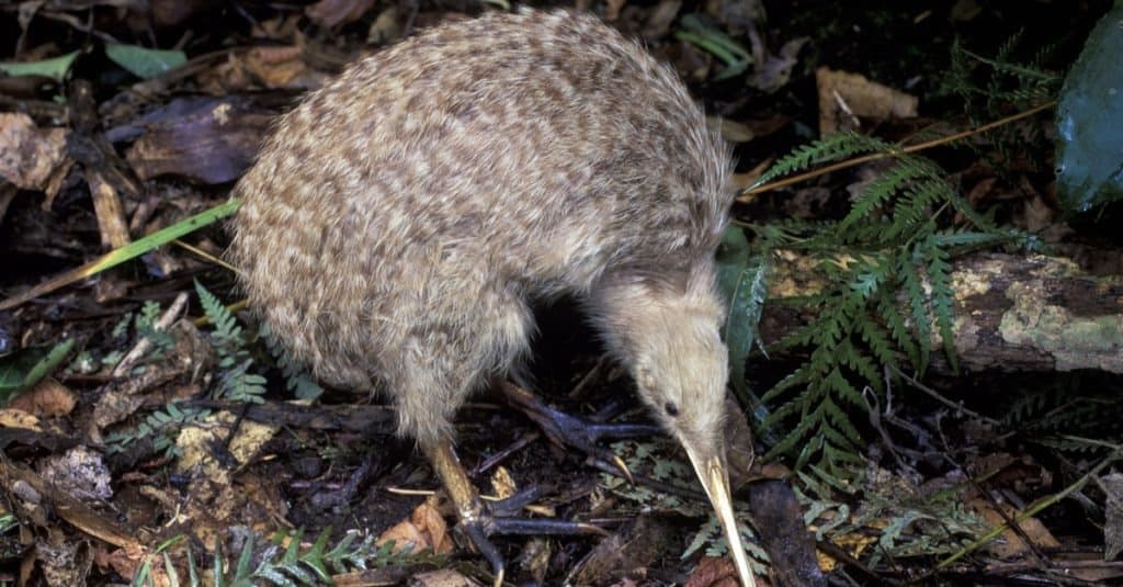 Nuova Zelanda, un kiwi maculato.