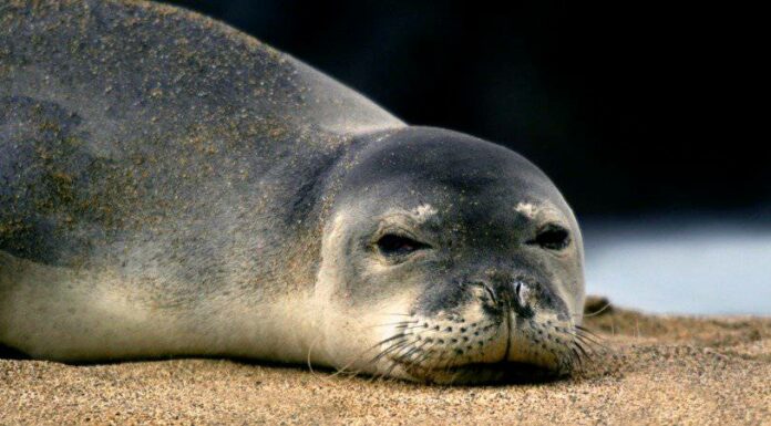 Foca monaca hawaiana
