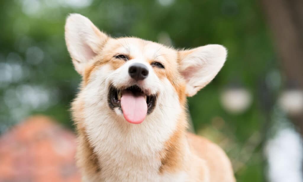 Sorriso cane Corgi e felice in giornata di sole estivo