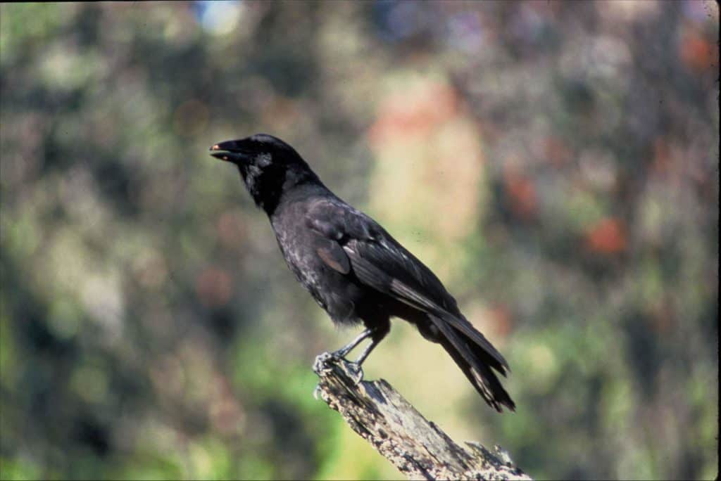 Il corvo hawaiano è estinto in natura alle Hawaii