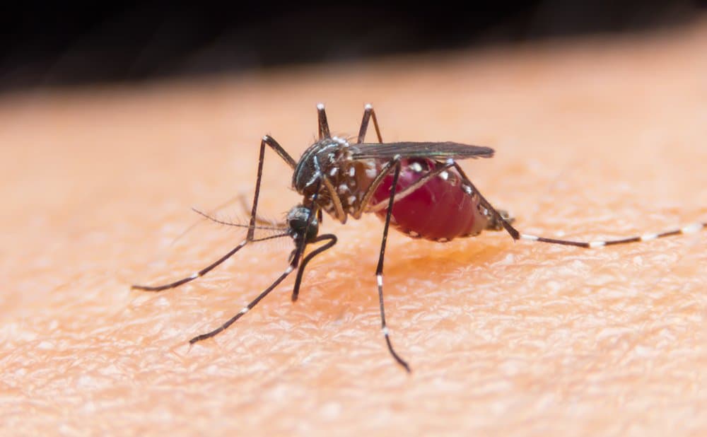 La zanzara Aedes può invadere la Carolina del Sud