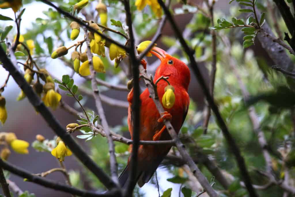 I rampicanti hawaiani sono una specie recentemente estinta di uccelli endemici delle Hawaii