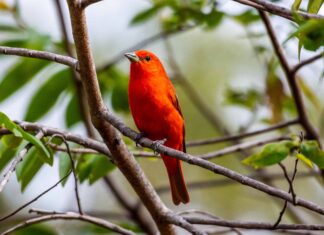 Tanager epatico (Tanager rosso)

