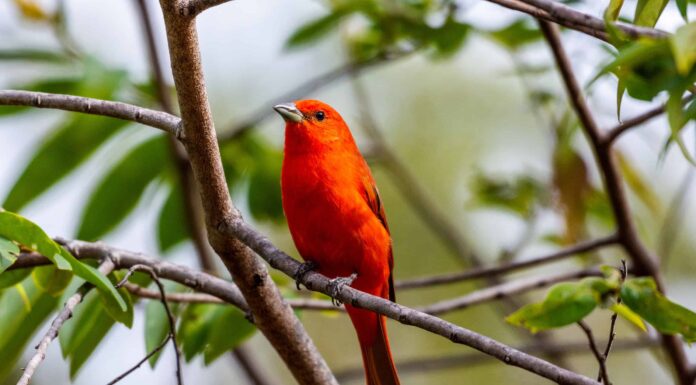 Tanager epatico (Tanager rosso)
