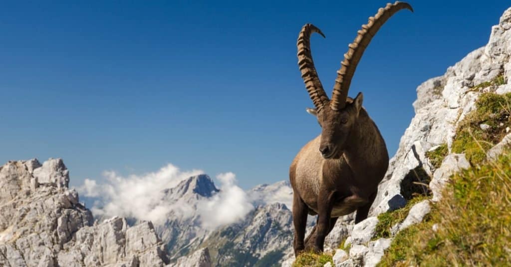 Re delle montagne - Stambecco delle Alpi (Capra Ibex) nelle Alpi slovene.