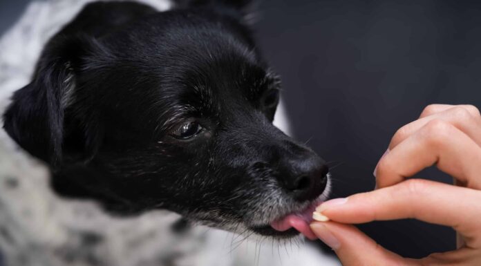 Non dare al tuo cane Claritin prima di leggere questo: tabella delle dosi, rischi e quando usarlo
