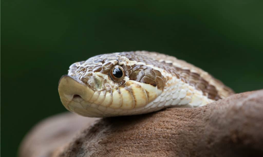 Il serpente hognose occidentale (Heterodon nasicus) ha un muso appuntito fortemente rivolto verso l'alto.
