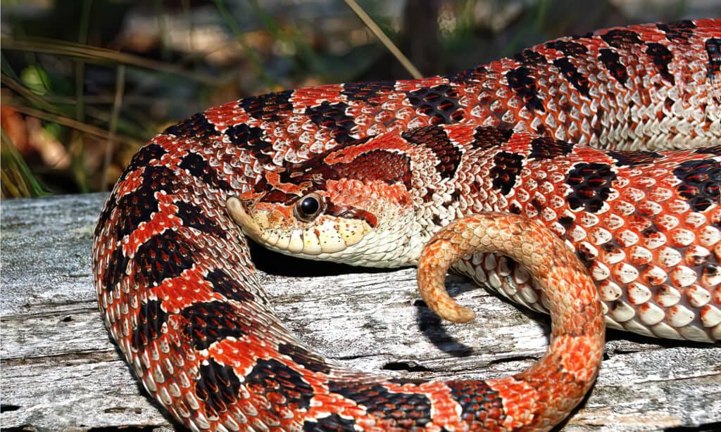 Serpente hognose meridionale femminile di fase rossa selvatica (Heterodon simus) - con muso all'insù o scala del naso rostrale, su un vecchio tronco.