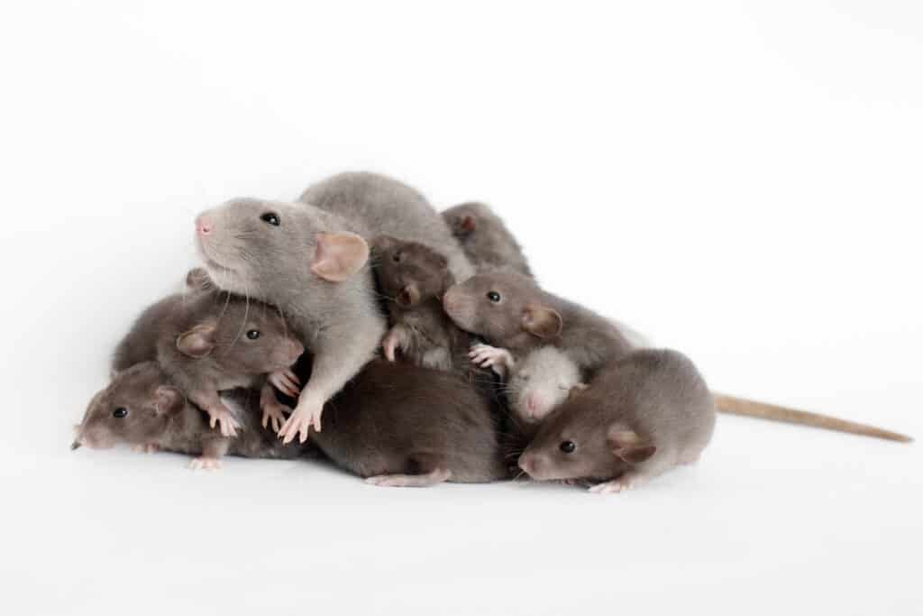 Una femmina di ratto può avere 8-12 piccoli per figliata