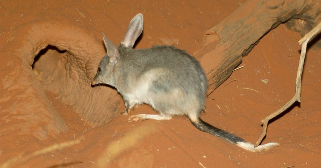 Bilby, o coniglio-bandicoot, è un marsupiale che vive nel deserto.