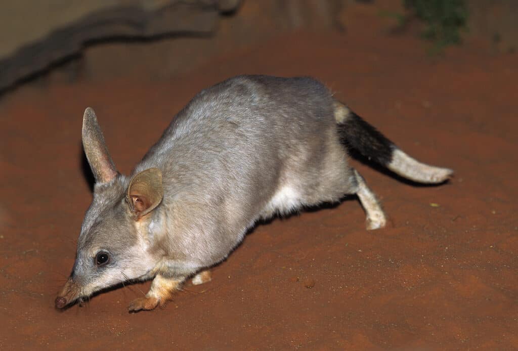 I bandicoot sono marsupiali australiani che hanno diverse cucciolate ogni anno.