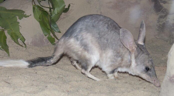 Greater bilby looking forwards with ears up on red outback dirt