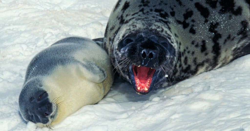 Foca incappucciata - madre e cucciolo