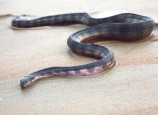 The Hook-Nosed Sea Snake is grey on the upper half, with whitish or yellowish sides and lower half and grey-blue bars.