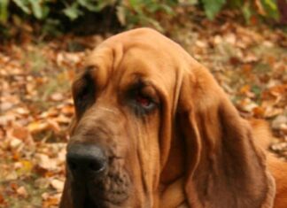 10 incredibili fatti di Bloodhound
