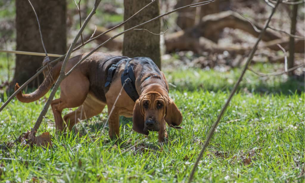 Monitoraggio Bloodhound