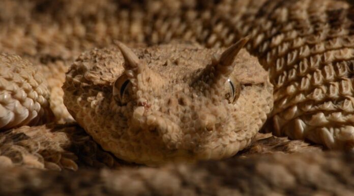 Vipera cornuta
