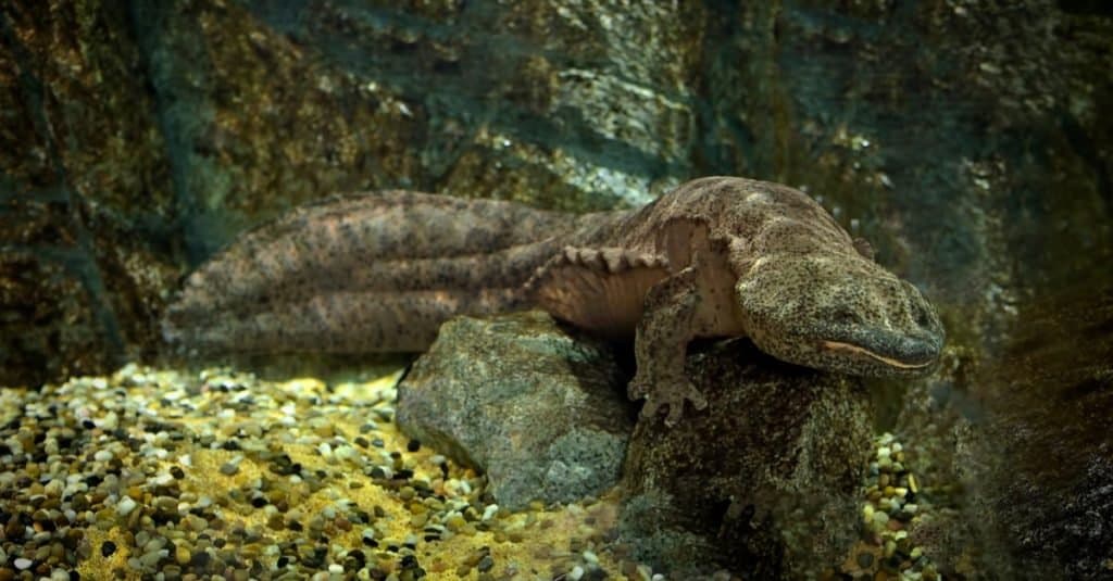 Gli animali più grandi che abbiano mai camminato sulla terra: la salamandra gigante cinese