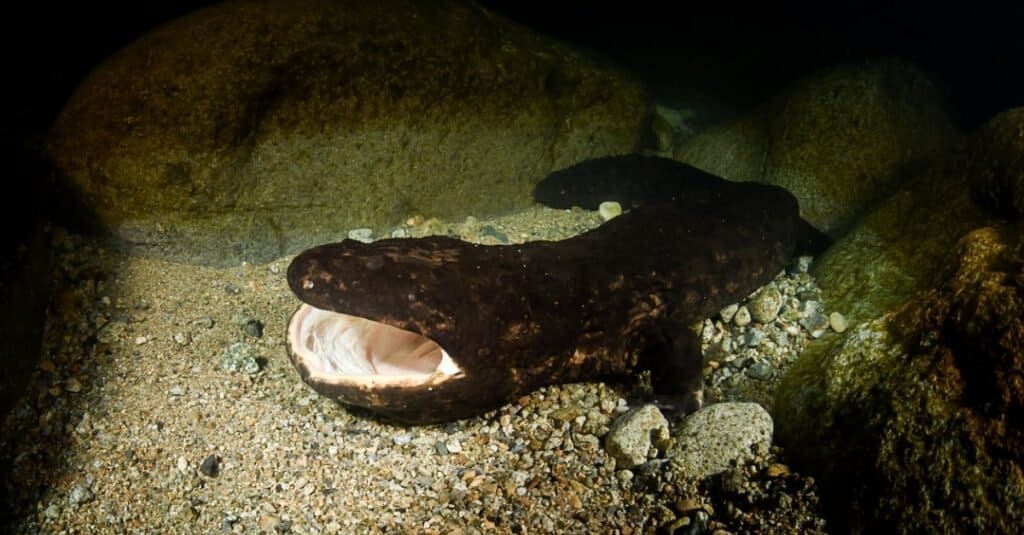 Le più grandi salamandre: la salamandra gigante giapponese