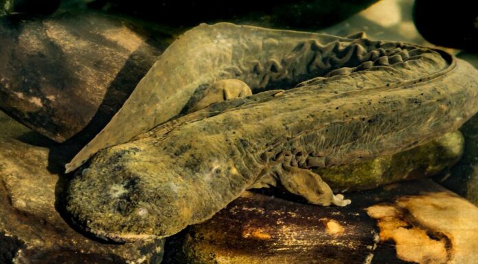 One of the largest amphibians in the world is the hellbender salamander