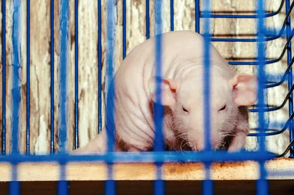 Ratto glabro in una gabbia