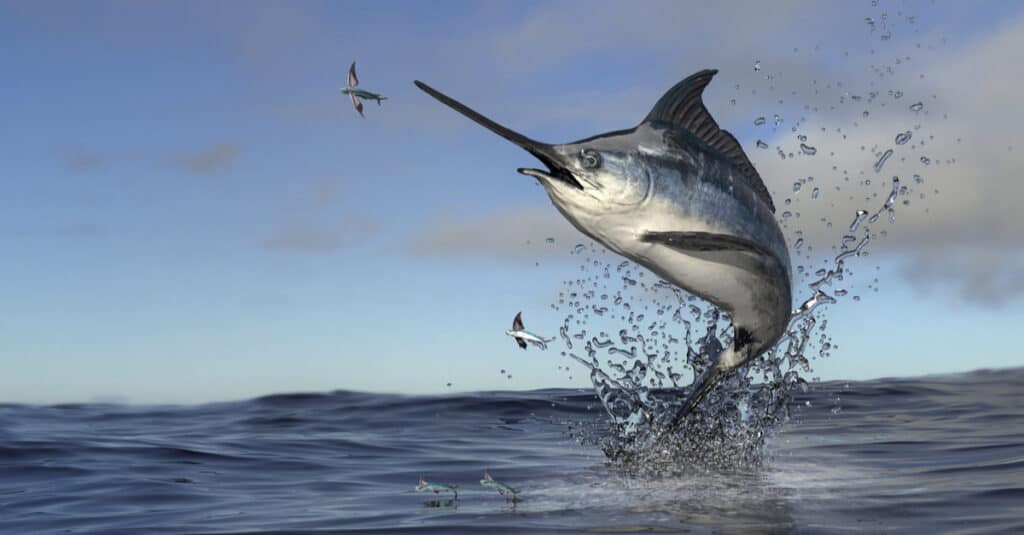 Marlin vs Swordfish - Pesce spada che salta fuori dall'acqua