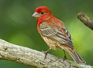 House Finch