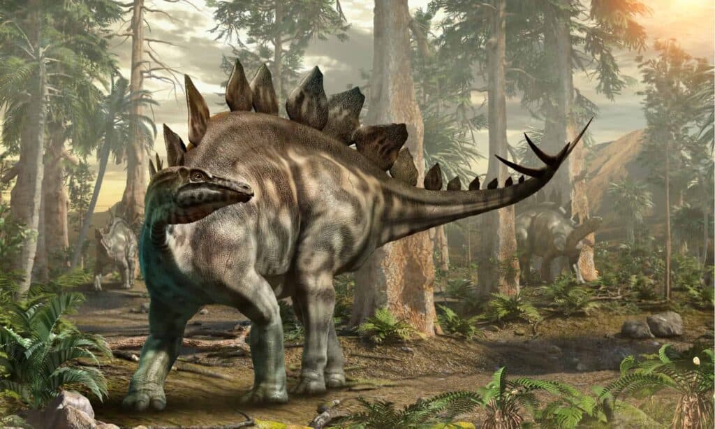 Lo stegosauro era uno dei dinosauri tireofori più conosciuti con un'armatura sul corpo