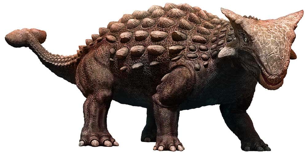 ankylosaurus era un dinosauro tireoforo con una pesante armatura sul corpo e una coda a forma di mazza