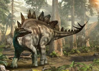 Scutellosaurus  dinosaurs had heavy armored plating