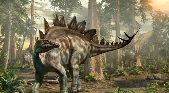 Scutellosaurus  dinosaurs had heavy armored plating