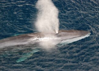 10 Incredible Fin Whale Facts