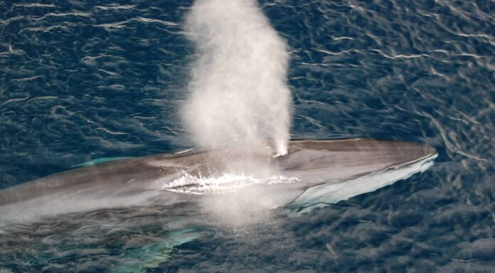 10 Incredible Fin Whale Facts