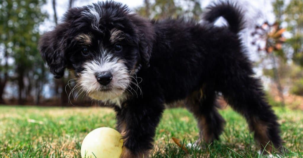 Cucciolo di Bernedoodle che gioca con una palla nell'erba