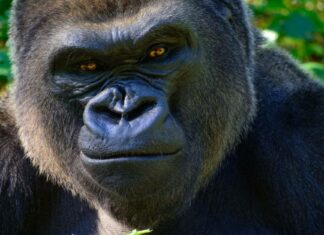Il gorilla dello zoo di Omaha carica il vetro
