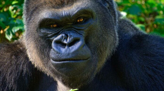 Il gorilla dello zoo di Omaha carica il vetro
