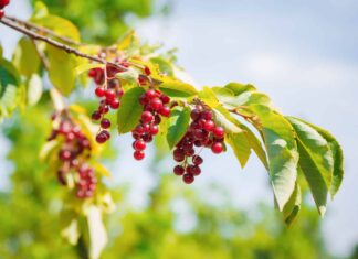 Chokecherry vs Chokeberry